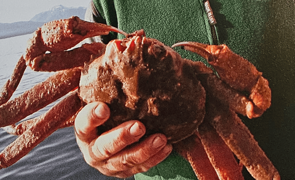 Crab receipies